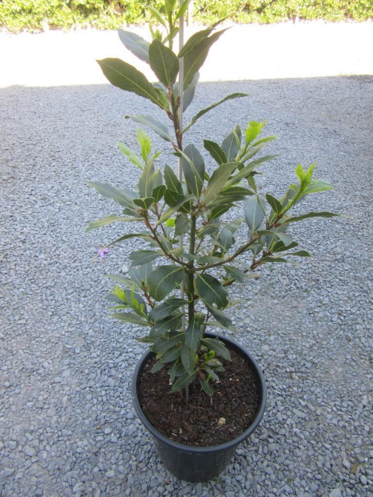 laurierplant, Tuin en Terras, Planten | Tuinplanten, Ophalen