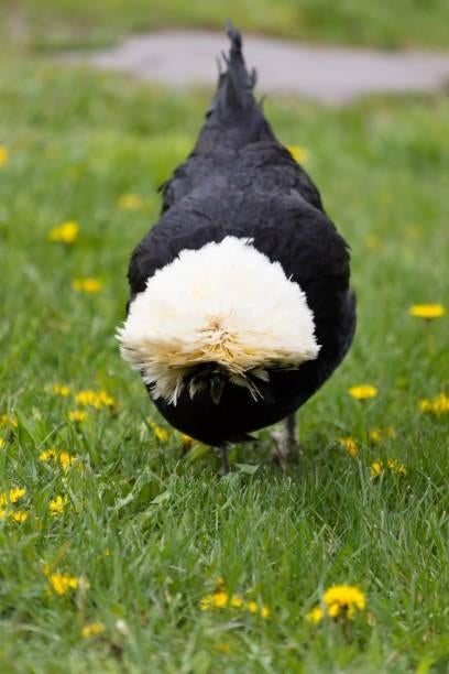 Hollandse kuifhoender krielkippen jonge hennen beschikbaar, Vrouwelijk, Kip