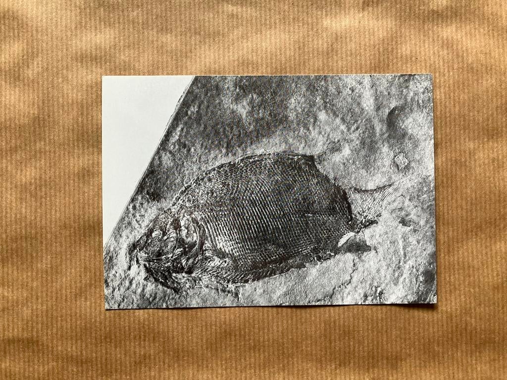 Fossiele Gewervelde Dieren van België Nr. 1 Vis Chondrostei, Ophalen of Verzenden