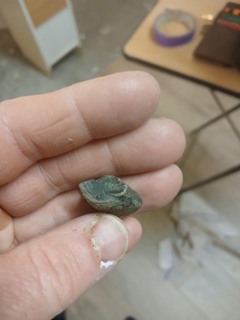 Fossiele haaienwervel fragment, Ophalen of Verzenden