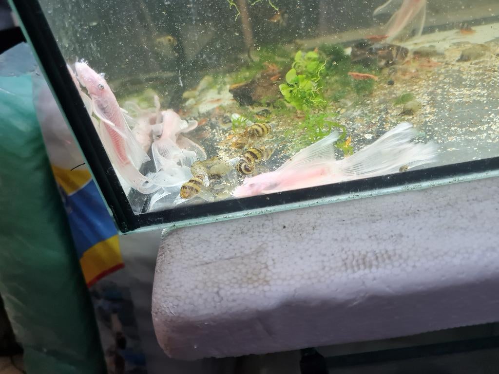 Ancistrus à nageoires blanches comme neige, adulte, Animaux & Accessoires