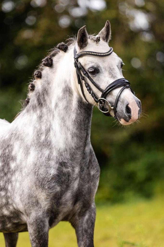 Prachtige b pony, Animaux & Accessoires, Poneys, Poney B (1.17 m à 1.27 m), Avec pedigree, B, Poney de dressage