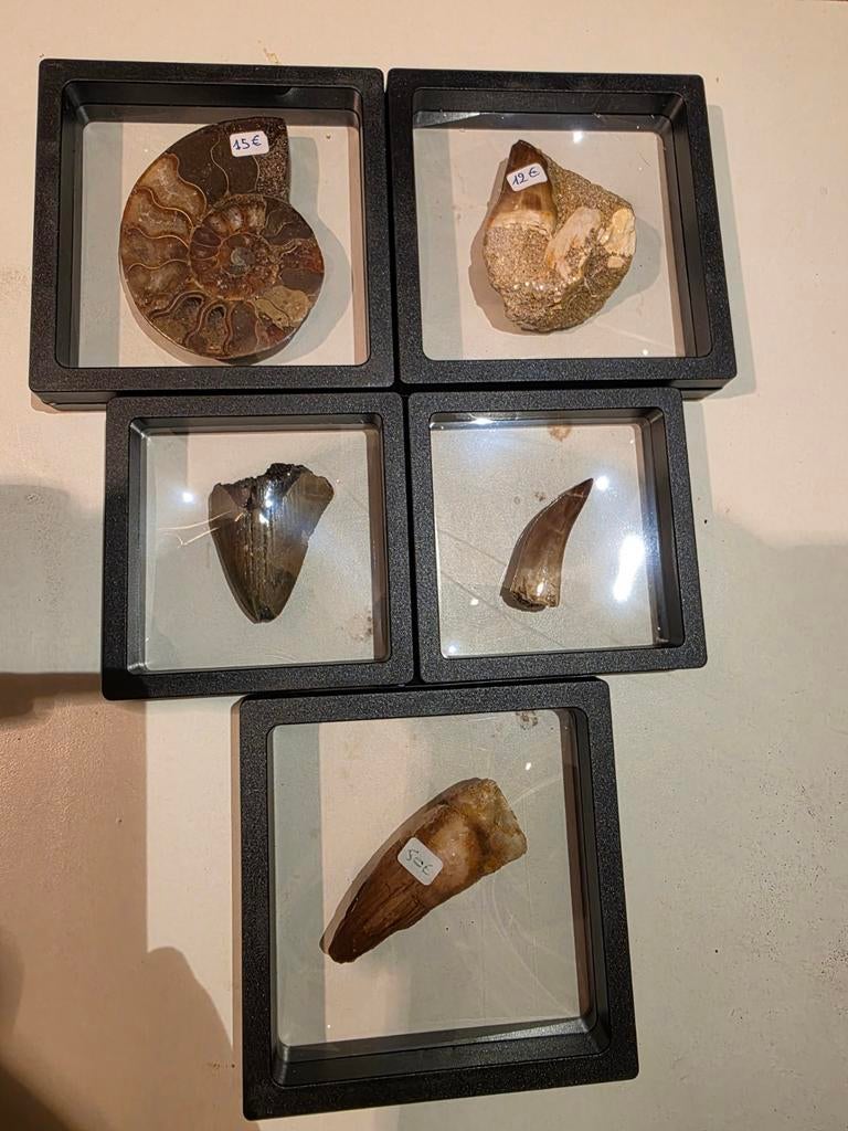 Superbe ensemble supérieur de 5 dents fossiles et d'ammonite, Collections, Enlèvement ou Envoi, Fossile