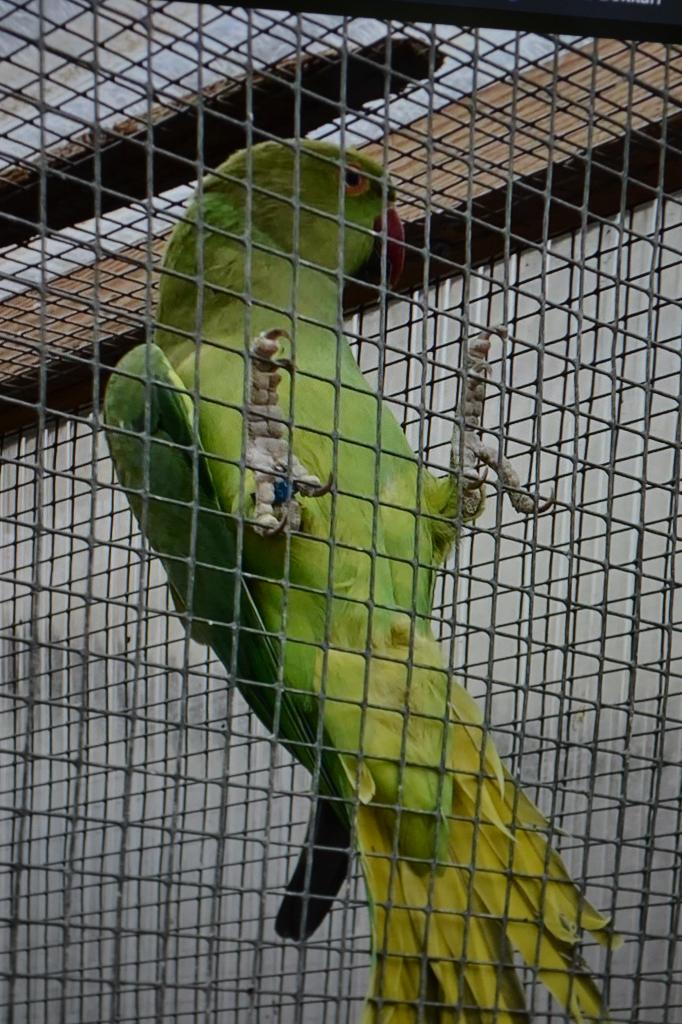 te koop halsband, Dieren en Toebehoren, Vogels | Parkieten en Papegaaien, Vrouwelijk, Papegaai
