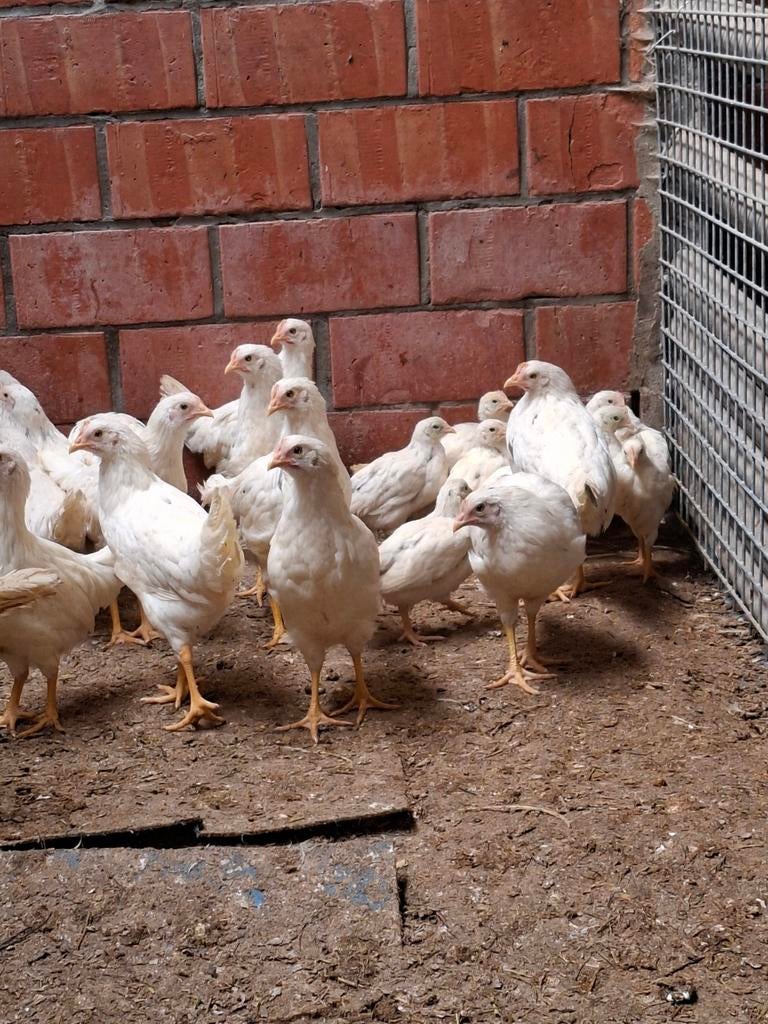 Witte leghorn x leghorn isabelle hennetjes, Dieren en Toebehoren, Pluimvee