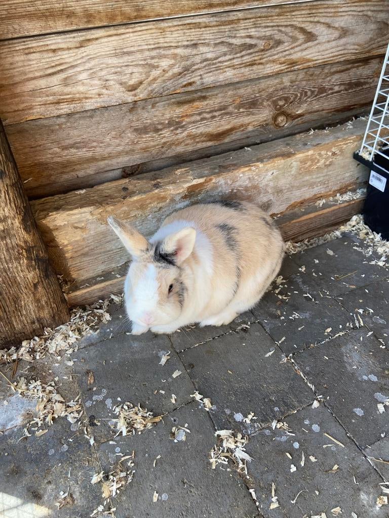 Mannelijk dwergkonijn, Mâle, Nain