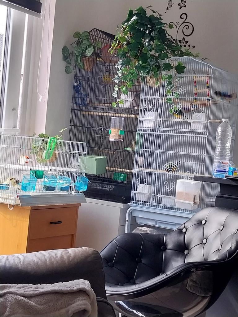 Gouldamadines, Dieren en Toebehoren, Ophalen