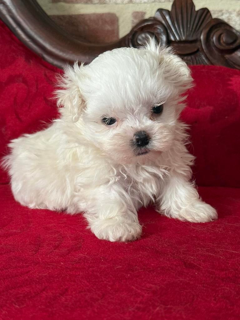 Maltezer pups, Dieren en Toebehoren, België, Maltezer, 8 tot 15 weken, Parvo