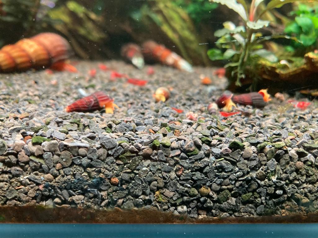 Sulawesi slakken, Dieren en Toebehoren, Vissen | Aquariumvissen, Kreeft, Krab of Garnaal, Zoetwatervis