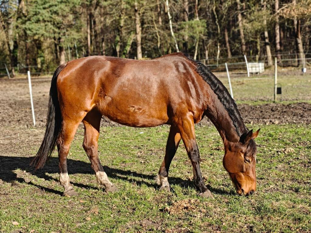 Grote KWPN fokmerrie 9 jaar, Dieren en Toebehoren