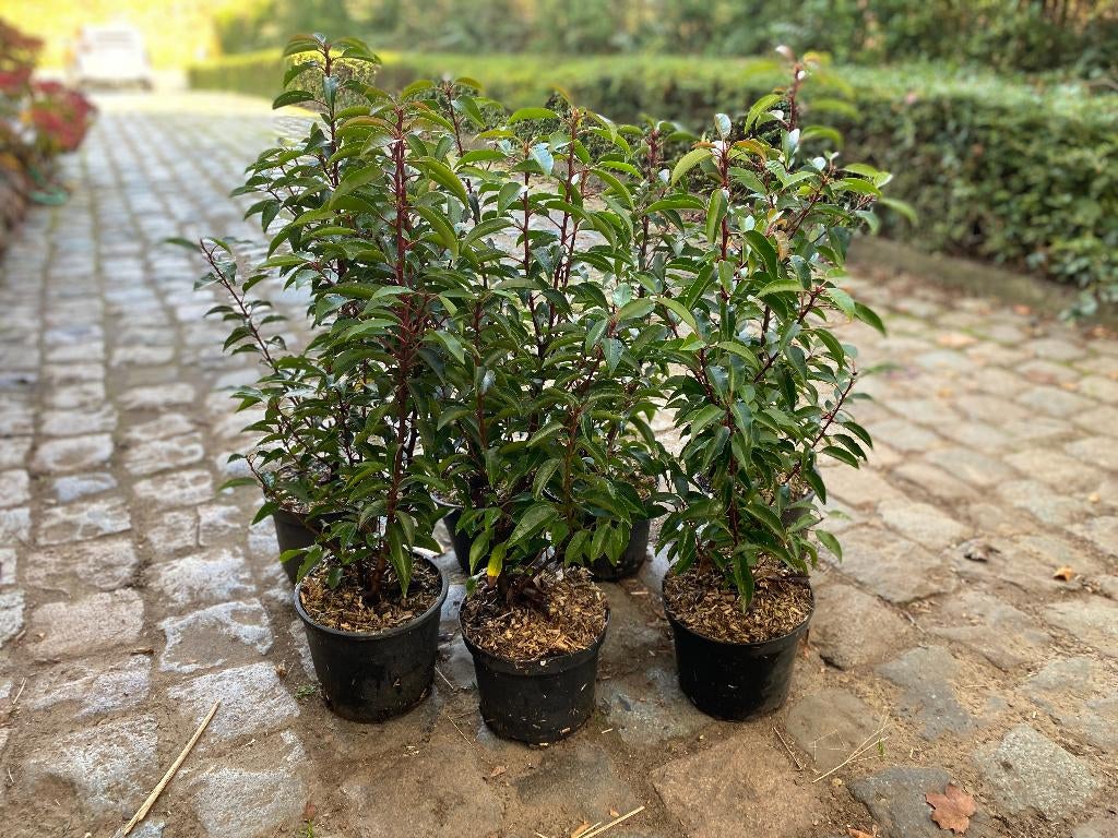 Portugese Laurier, Ophalen, Laurier, Struik
