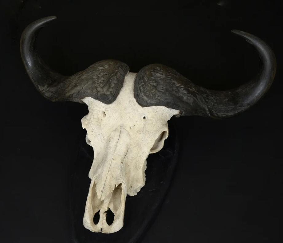 Grote Kaapse Buffel schedel, Ophalen of Verzenden