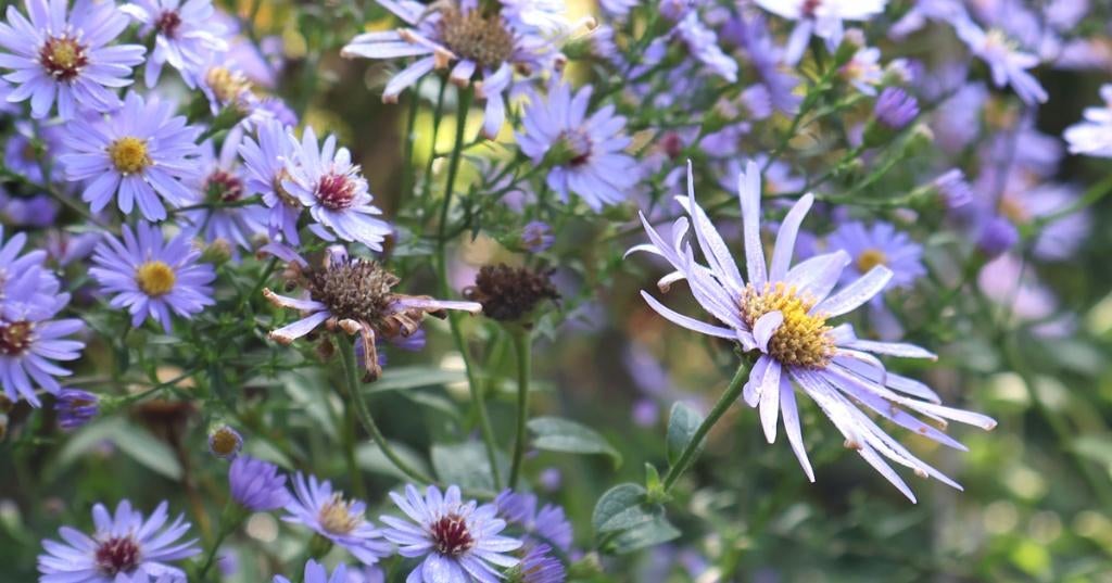 Herfstasters, Ophalen, Herfst