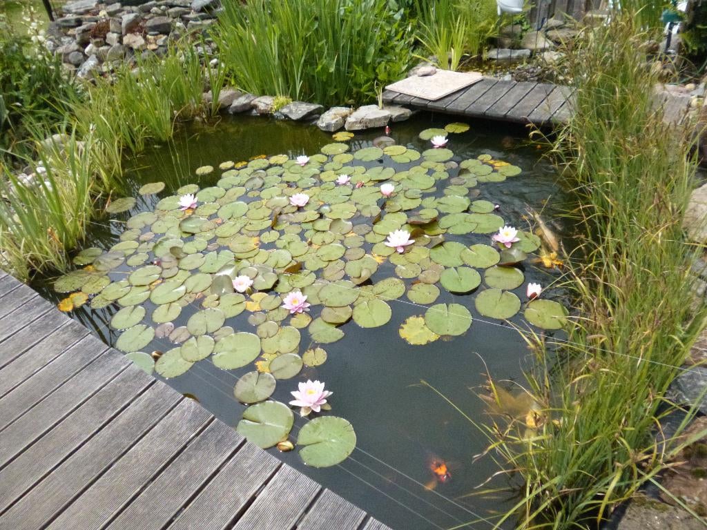 Waterlelies,gele lis,snoekkruid en een soort kleine lisdodde, Ophalen, Nieuw, Overige typen