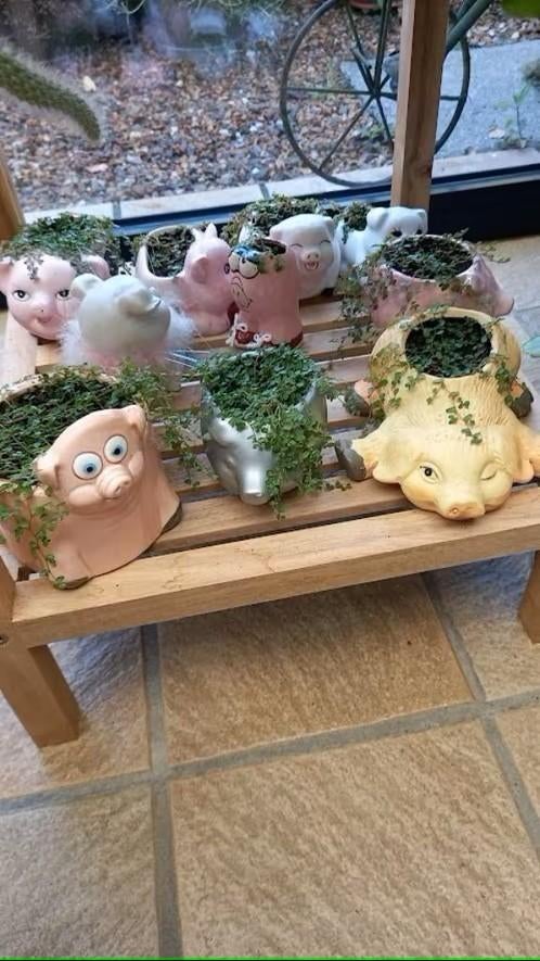 beeldjes opgevuld met krulhaar plantje vanaf 2€, Ophalen