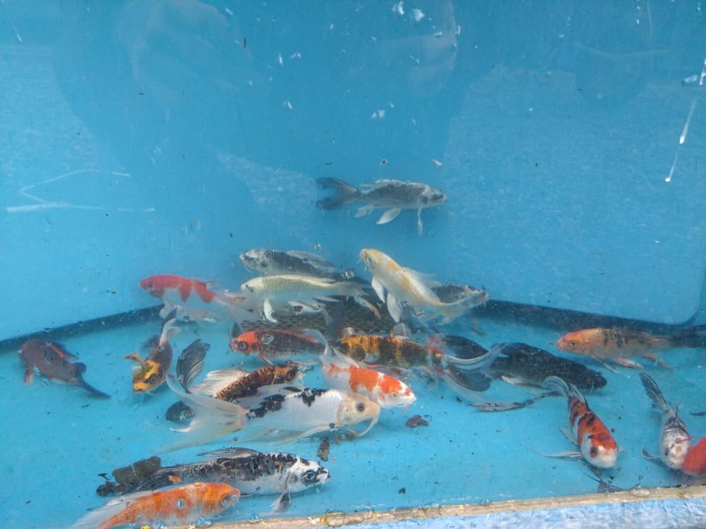 Allerlei vijvervissen: Koi, goudvis, steurs, windes, enz, Dieren en Toebehoren, Steur