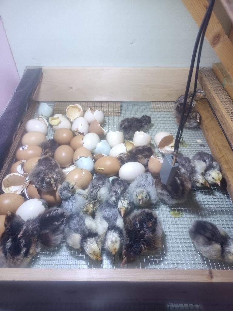 kuikentjes, Plusieurs animaux, Poule ou poulet