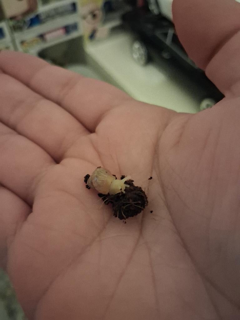 Baby agaatslakken albino en bruin., Dieren en Toebehoren, Overige soorten