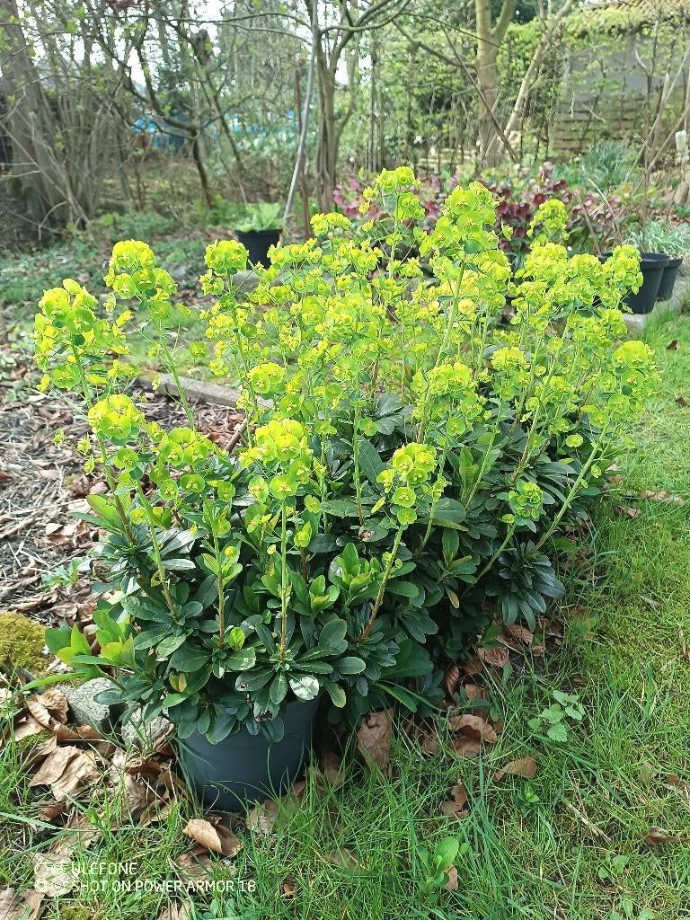 vaste planten winterhard ( verschillende ), Jardin & Terrasse, Enlèvement
