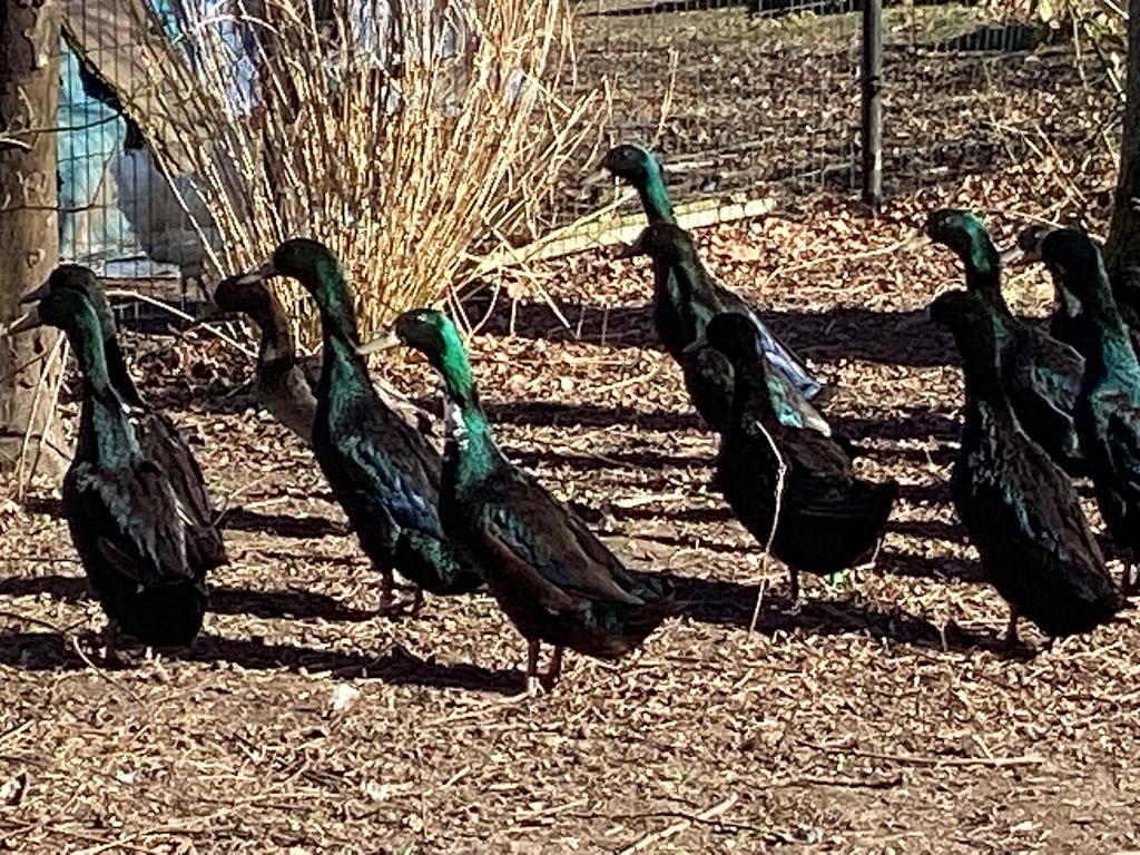 Eenden,loopeenden, Dieren en Toebehoren, Pluimvee, Meerdere dieren, Eend
