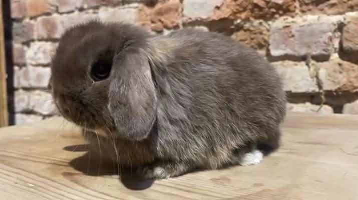 Portée Minilop, Animaux & Accessoires, Plusieurs animaux, Nain, Oreilles tombantes, 0 à 2 ans