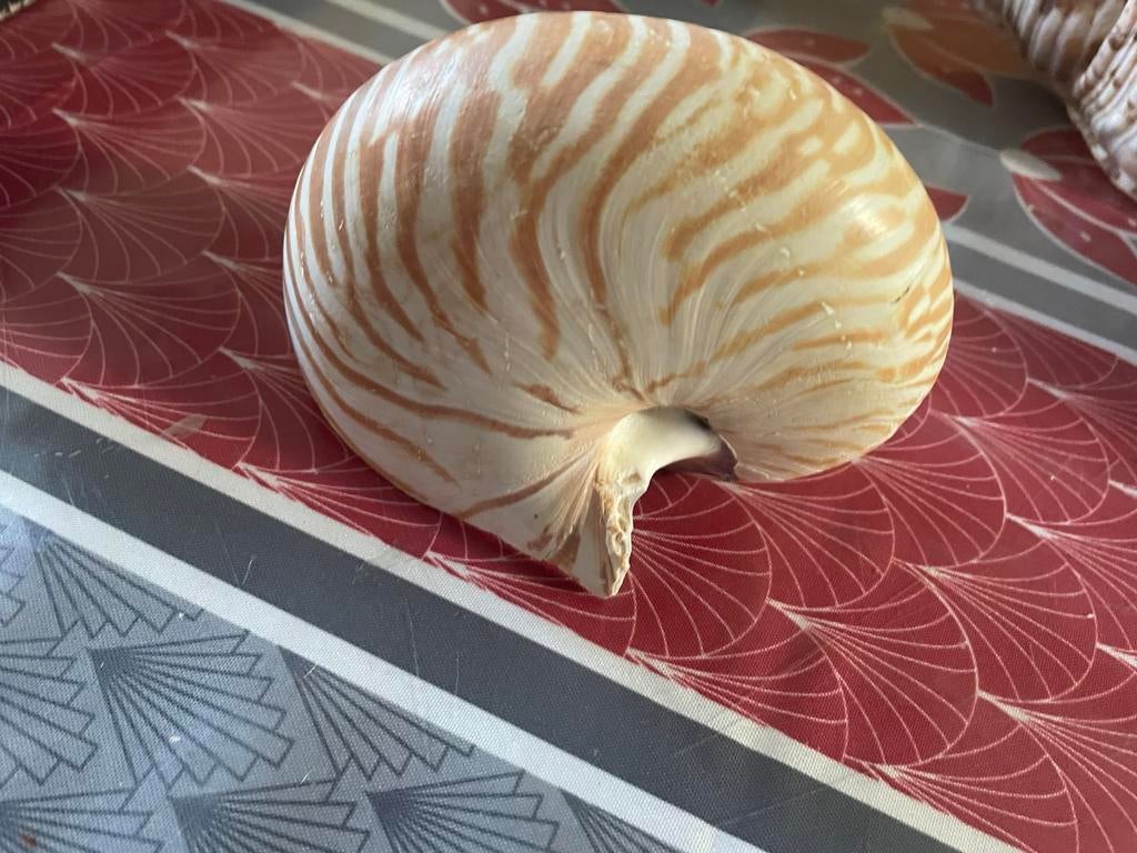 Coquillages, Enlèvement ou Envoi, Coquillage(s)