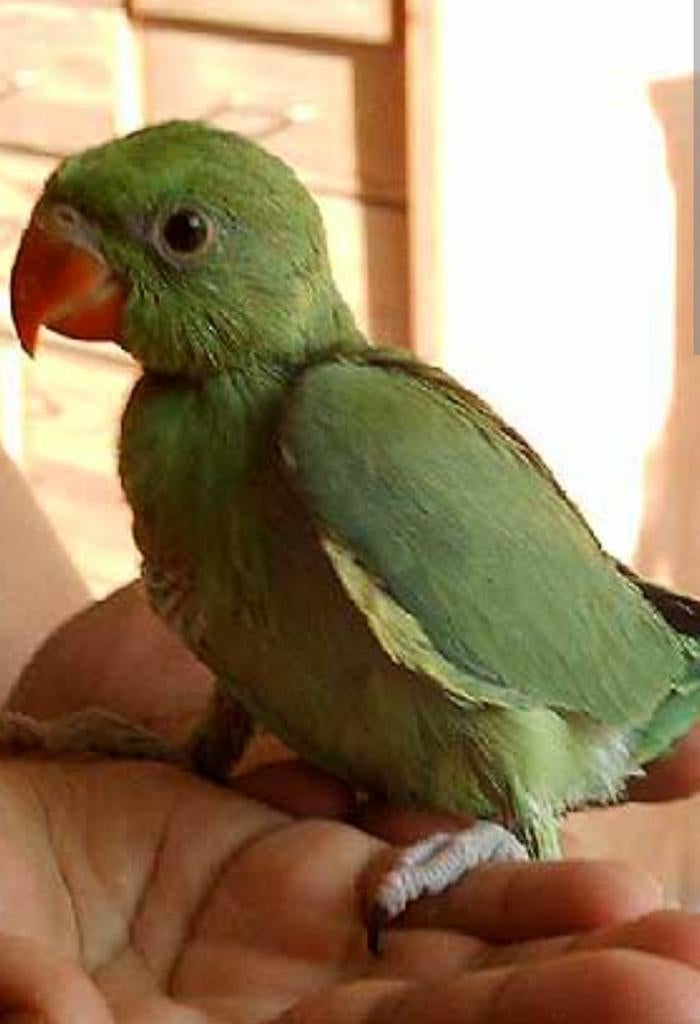 Halsbanden meerdere leeftijden en kleuren , volledig tam, Dieren en Toebehoren