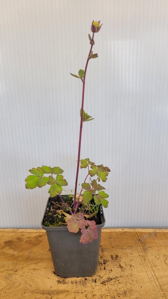 Akelei, Tuin en Terras, Ophalen, Lente, Vaste plant, Halfschaduw