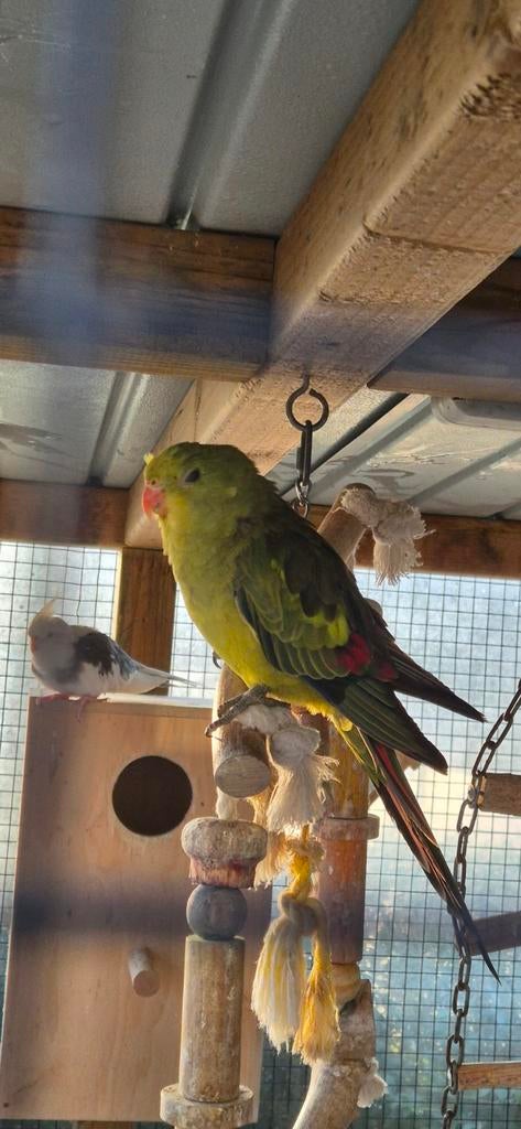 Bergparkiet 2025, Plusieurs animaux