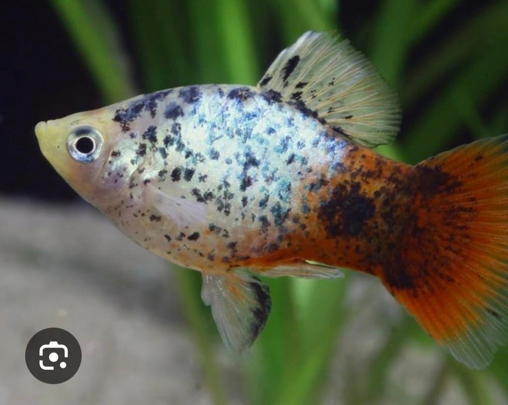 Pêche gratuite recherchée De préférence des guppys et des pl, Poisson, Poisson d'eau douce, Banc de poissons